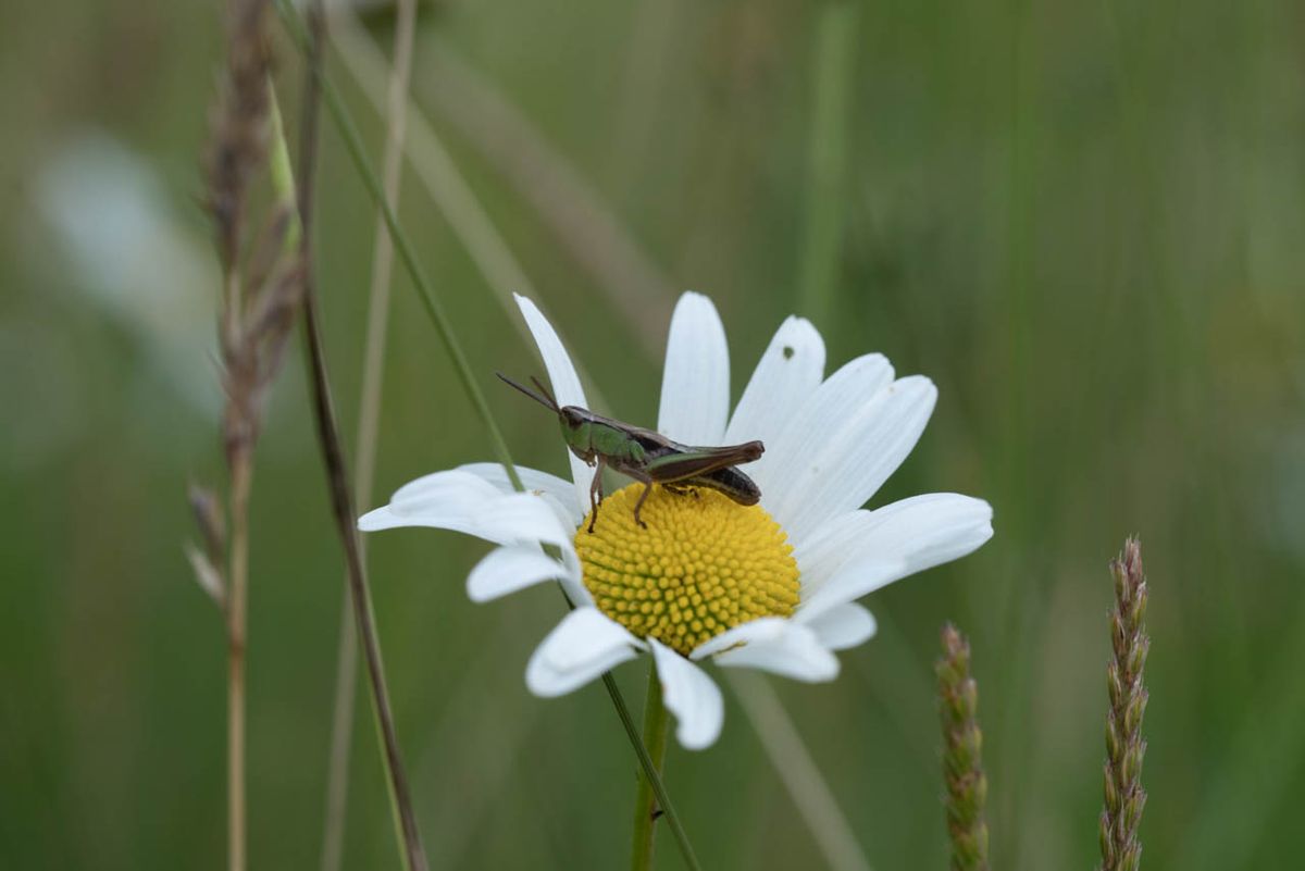 A grasshopper sitting on an oxeye daisy in long grass.